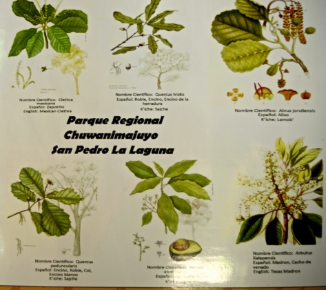 Medicinal plants you can find in the forest around San Pedro 